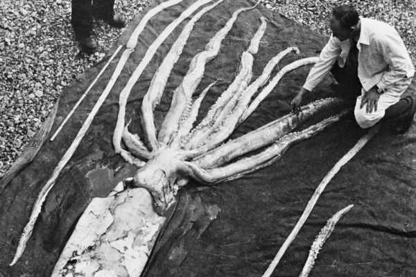 Kraken вход и ссылки