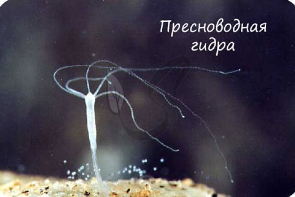 Кракен маркетплейс что там
