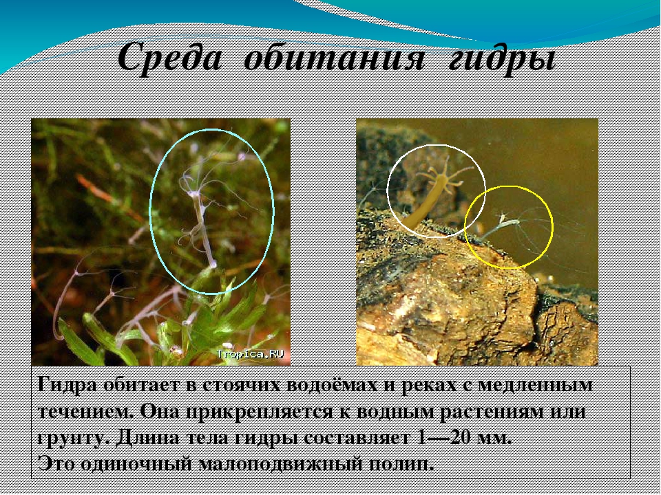 Tor kraken маркет