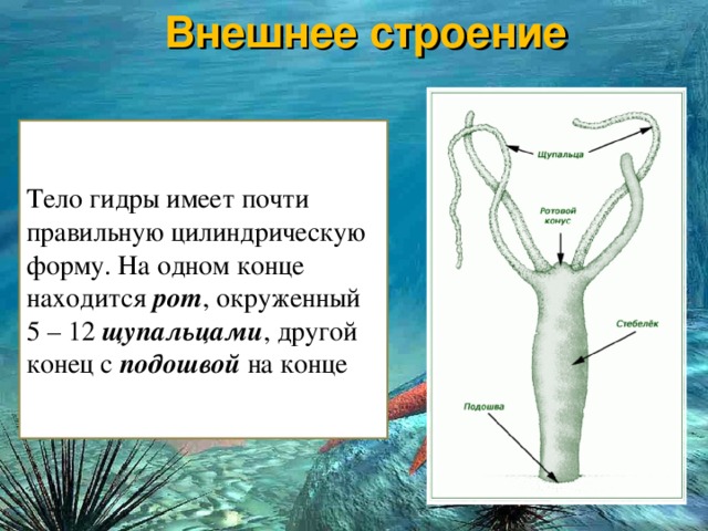 Ссылки сайтов даркнета